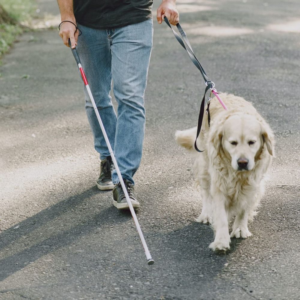 Bastone da Passeggio in Lega d - Trekking Poles recensione e prezzo